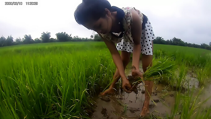 Fille Asiatique Dans Les Rizières: Une Fille Chaude Dans La Nature